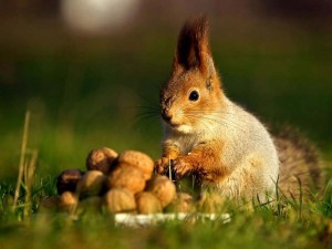 Hoarder-squirrel