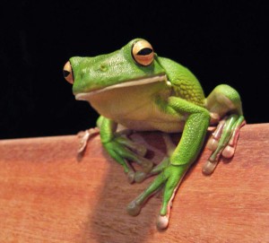 White_lipped_tree_frog_cairns_jan_8_2006