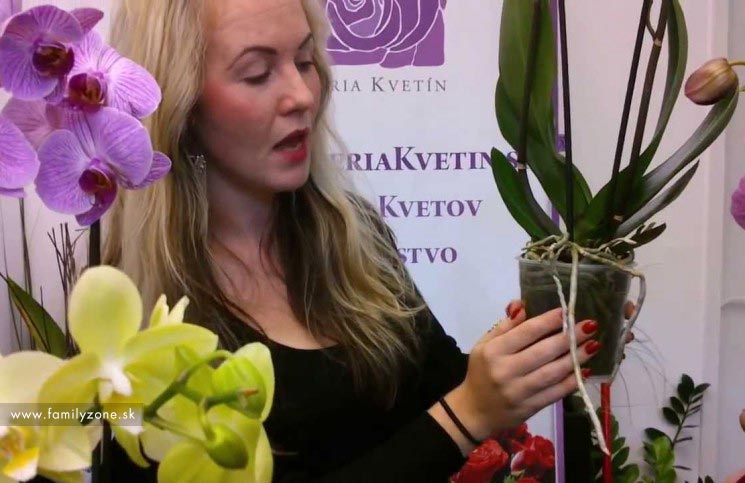 Ako sa starať o orchideu – Videoblog